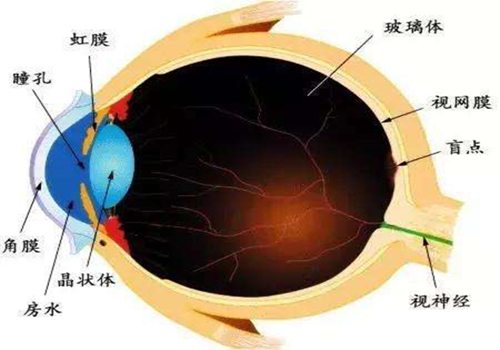 人眼分辨顏色原理